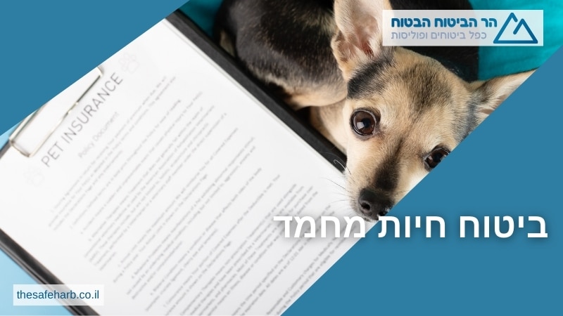 ביטוח חיות מחמד 